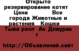 Открыто резервирование котят › Цена ­ 15 000 - Все города Животные и растения » Кошки   . Тыва респ.,Ак-Довурак г.